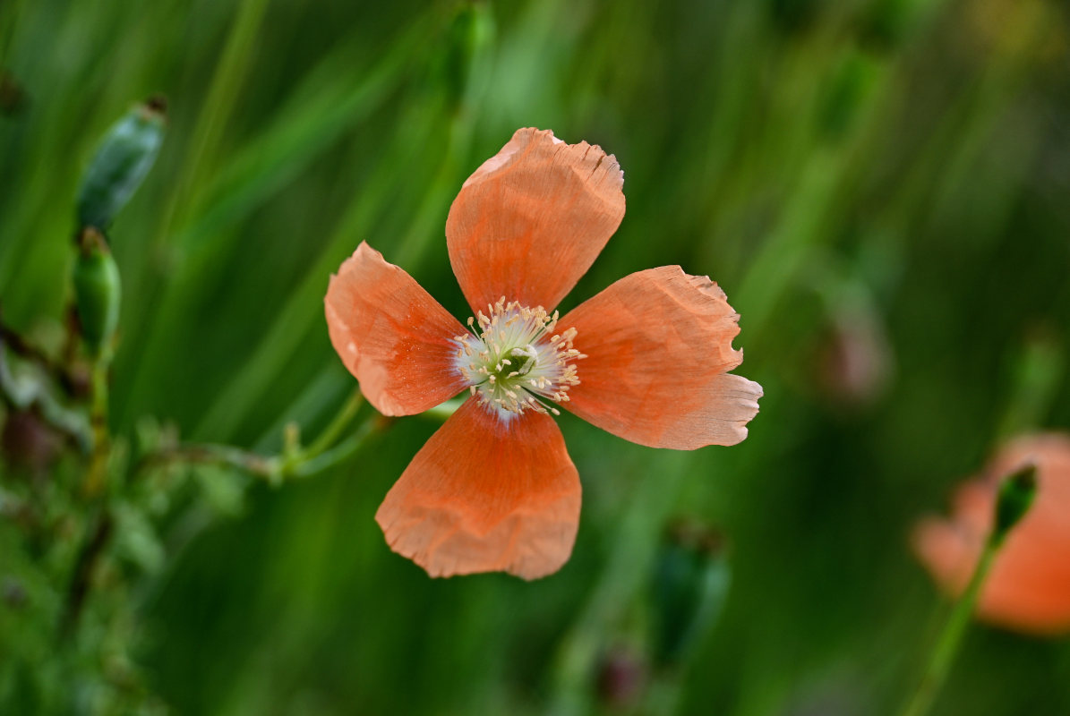 Image of Papaver fugax specimen.