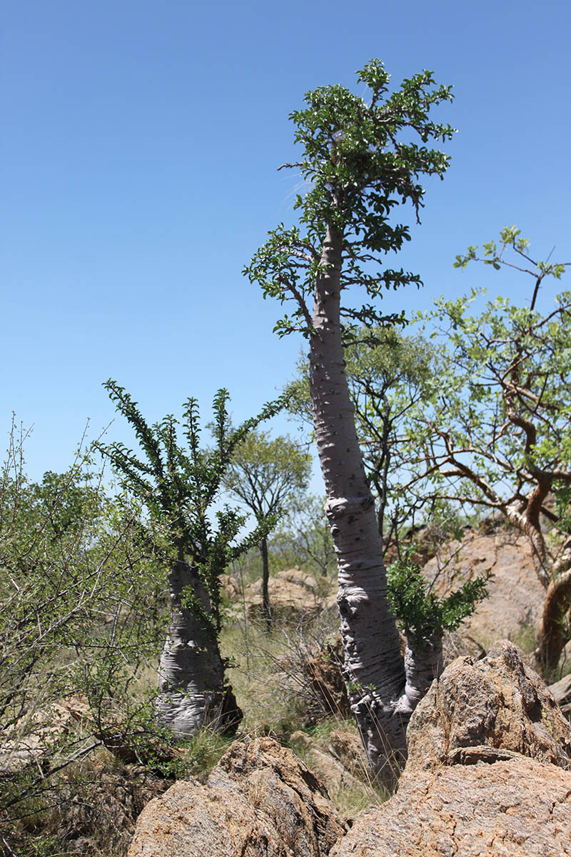 Изображение особи Pachypodium lealii.