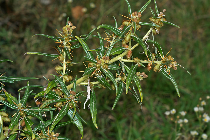 Image of Xanthium spinosum specimen.