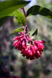 Cestrum elegans