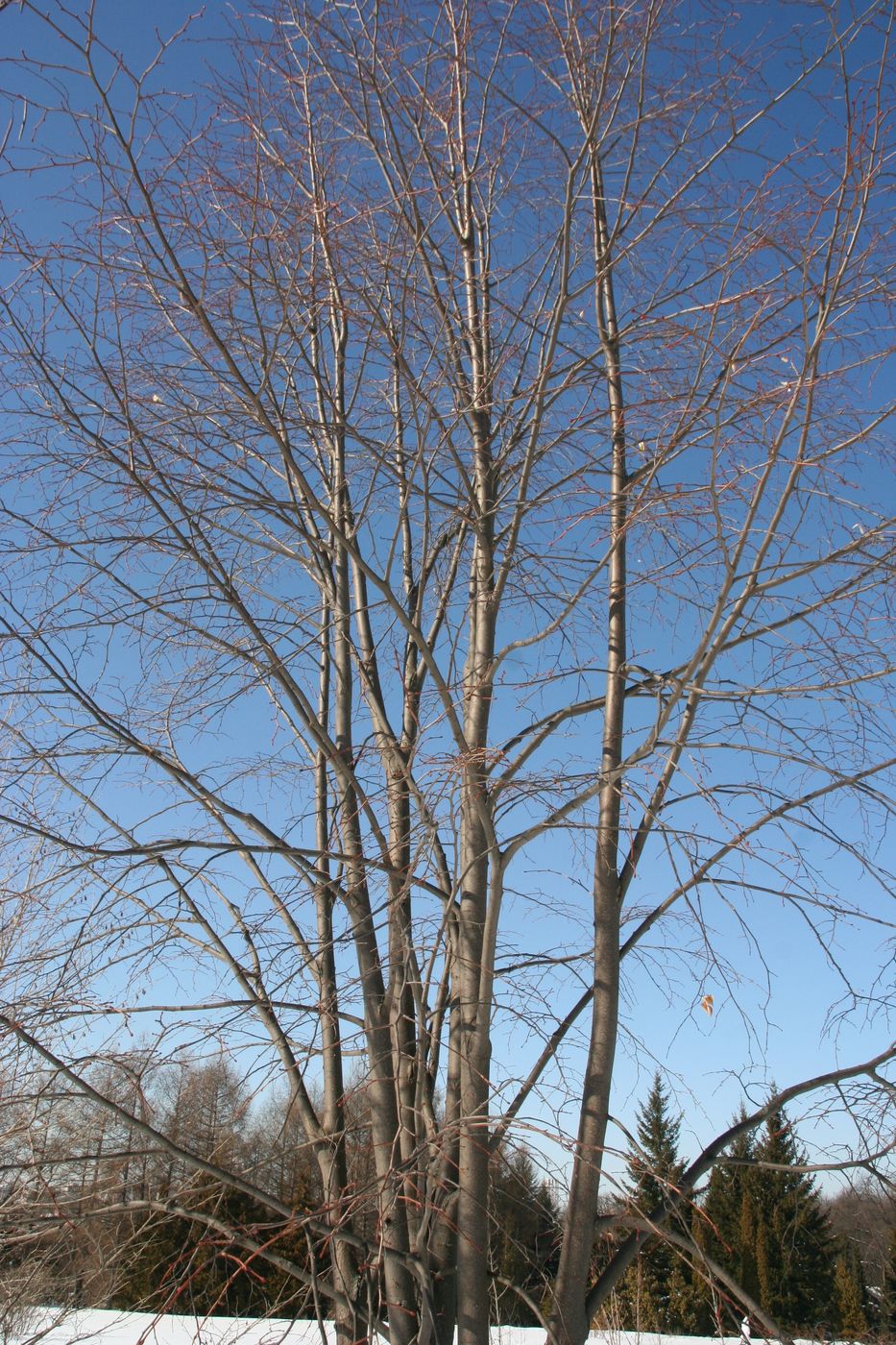Image of Tilia taquetii specimen.