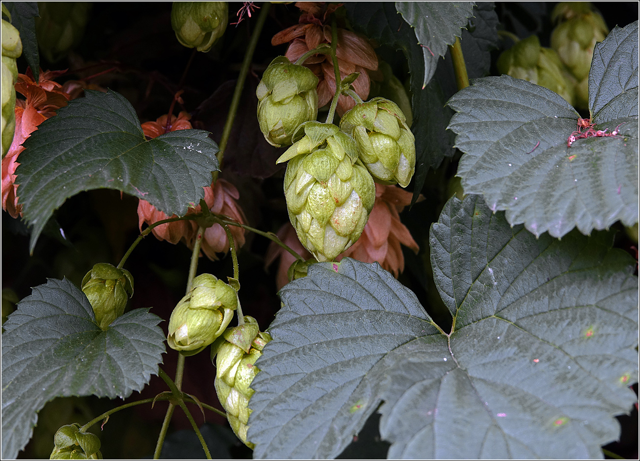 Изображение особи Humulus lupulus.