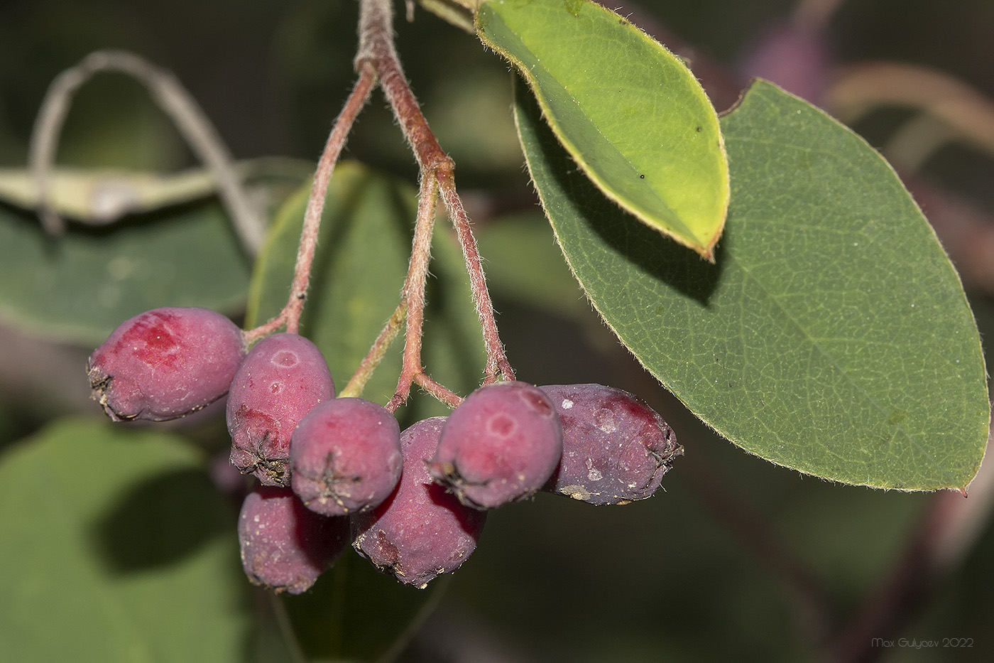 Изображение особи род Cotoneaster.