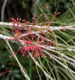 Hakea orthorrhyncha