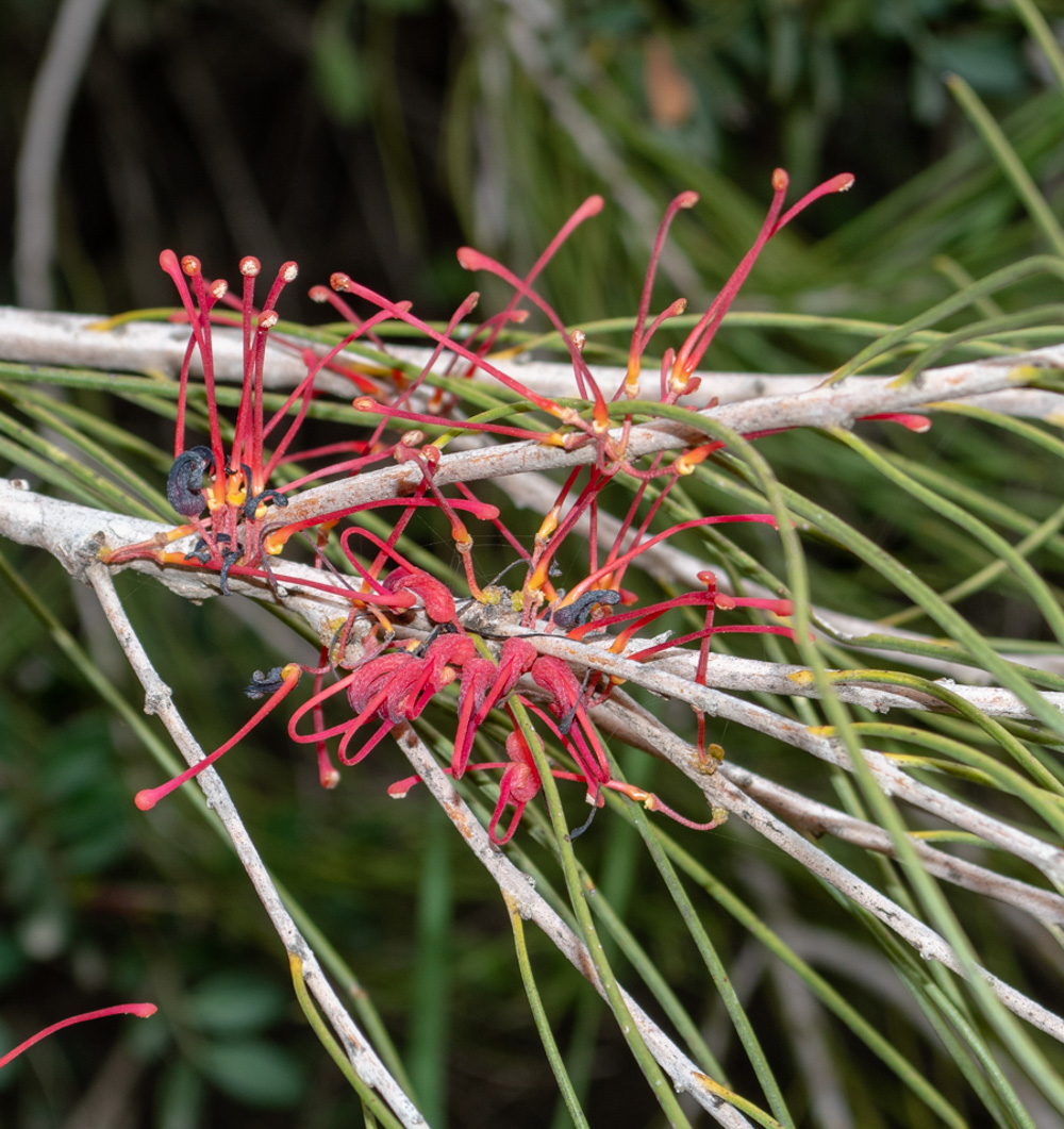 Image of Hakea orthorrhyncha specimen.