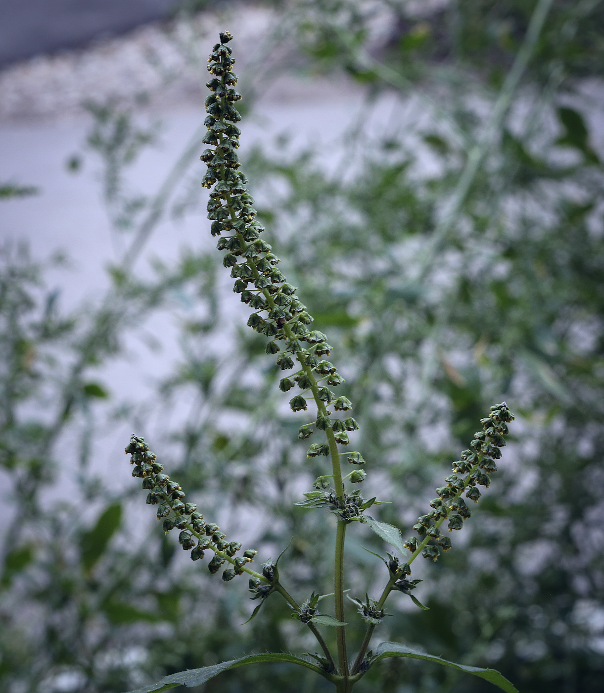 Image of Ambrosia trifida specimen.