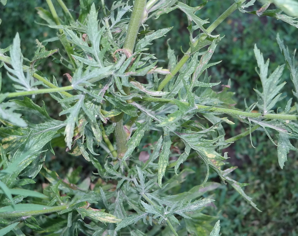 Image of genus Senecio specimen.