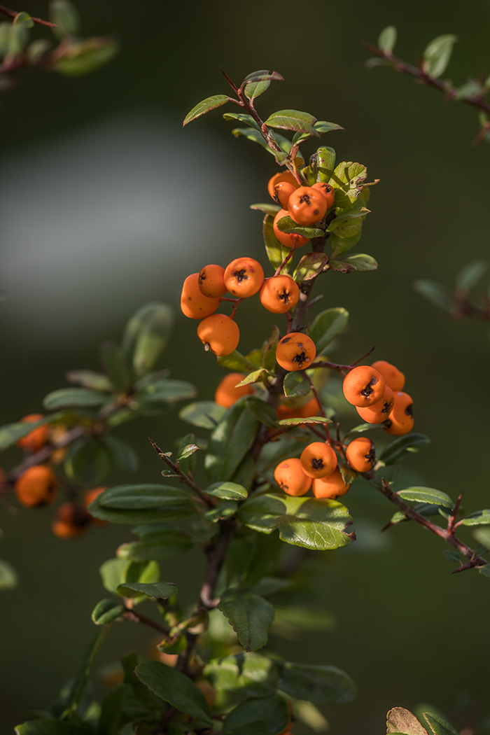 Изображение особи род Pyracantha.