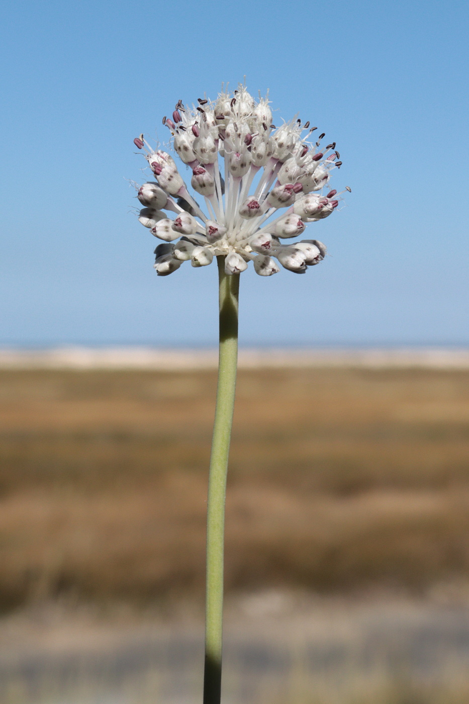 Image of Allium guttatum specimen.