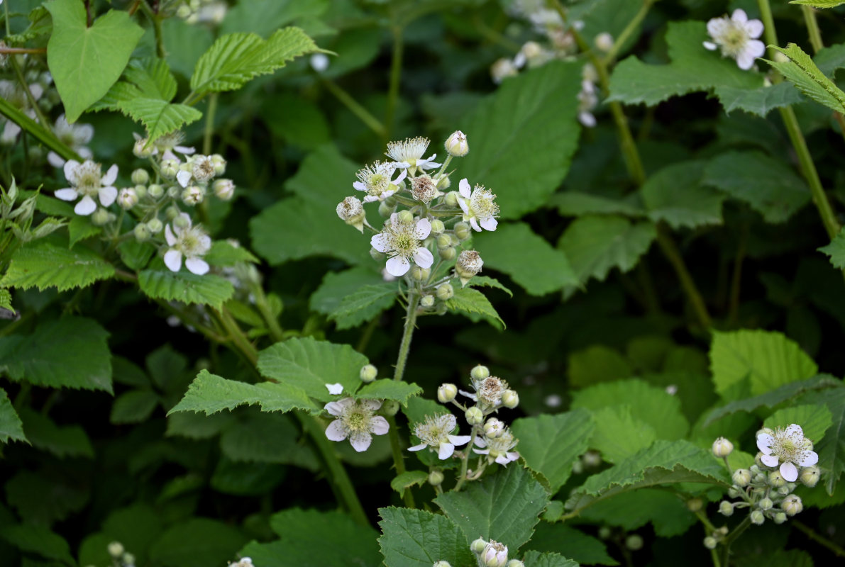 Изображение особи Rubus sanctus.