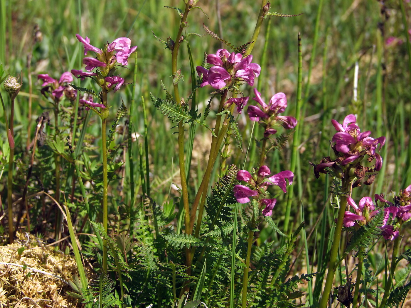 Изображение особи Pedicularis nasuta.