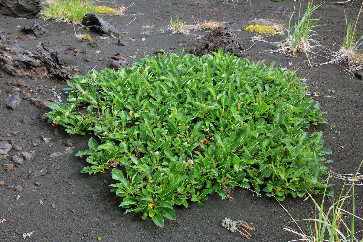 Image of genus Salix specimen.