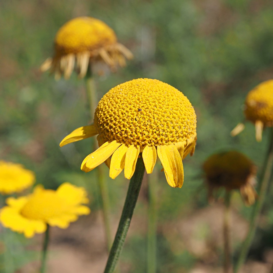 Image of Anthemis tinctoria specimen.