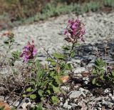 Teucrium chamaedrys. Цветущие растения. Краснодарский край, окр. г. Сочи, подъём к Орлиным скалам, опушка леса, обочина дороги, выход скальных пород. 09.09.2022.