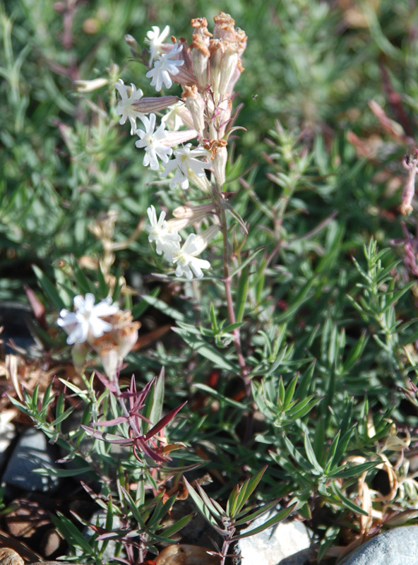 Image of Silene amoena specimen.