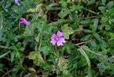 Malva sylvestris