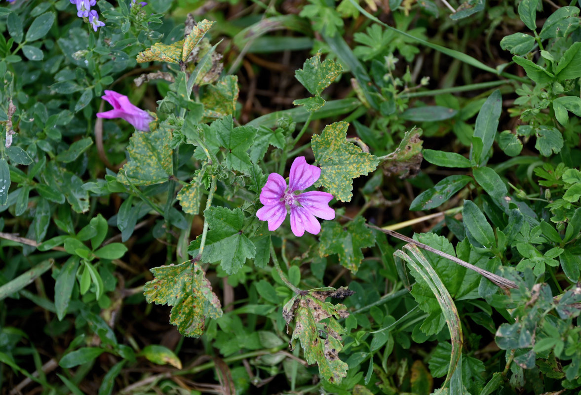 Изображение особи Malva sylvestris.