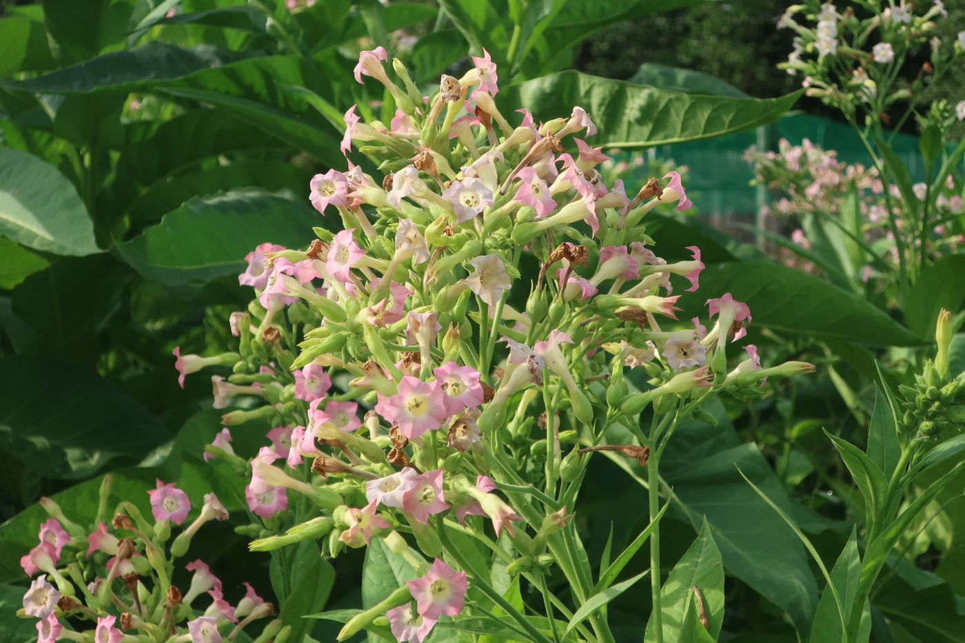 Image of Nicotiana tabacum specimen.