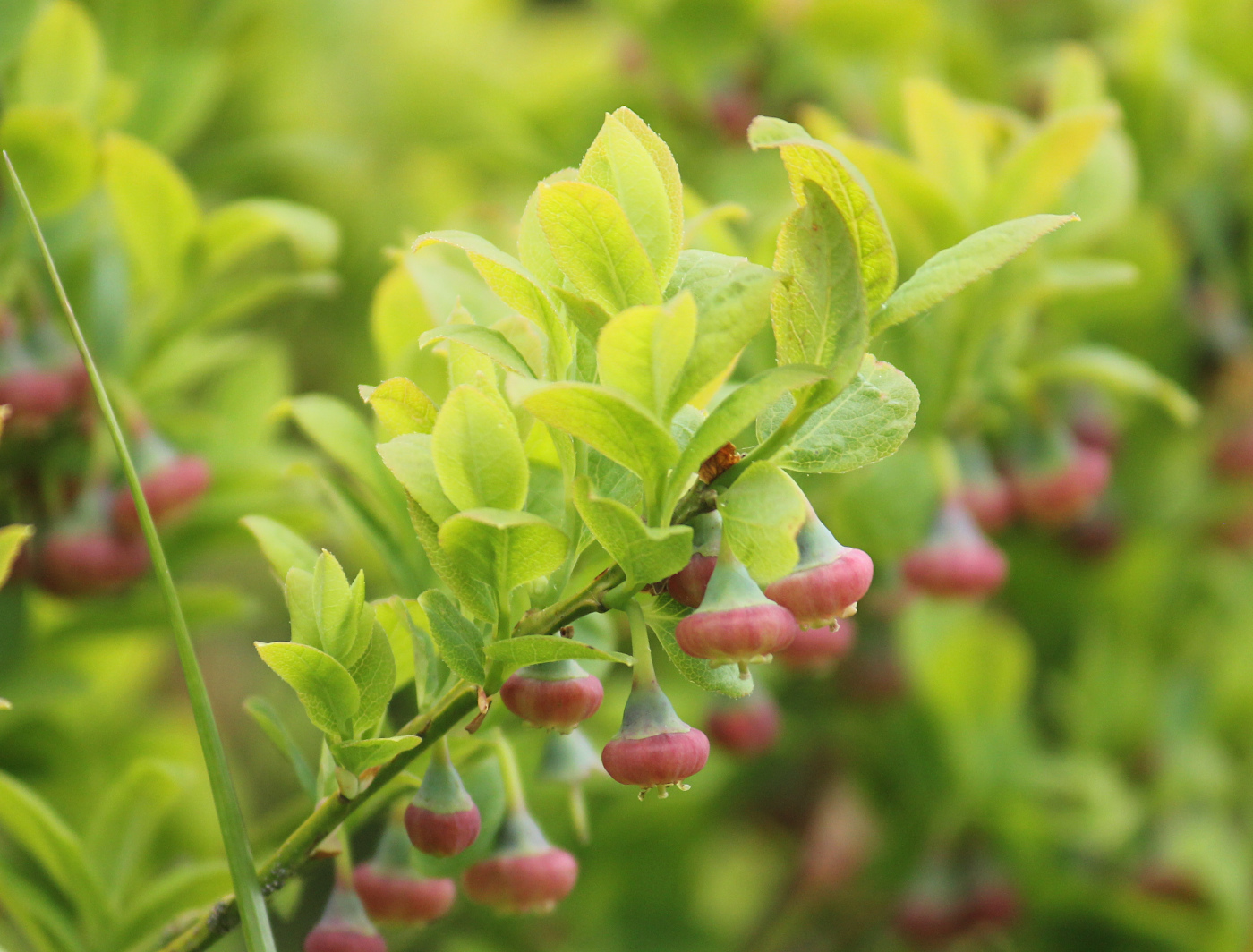 Image of Vaccinium myrtillus specimen.