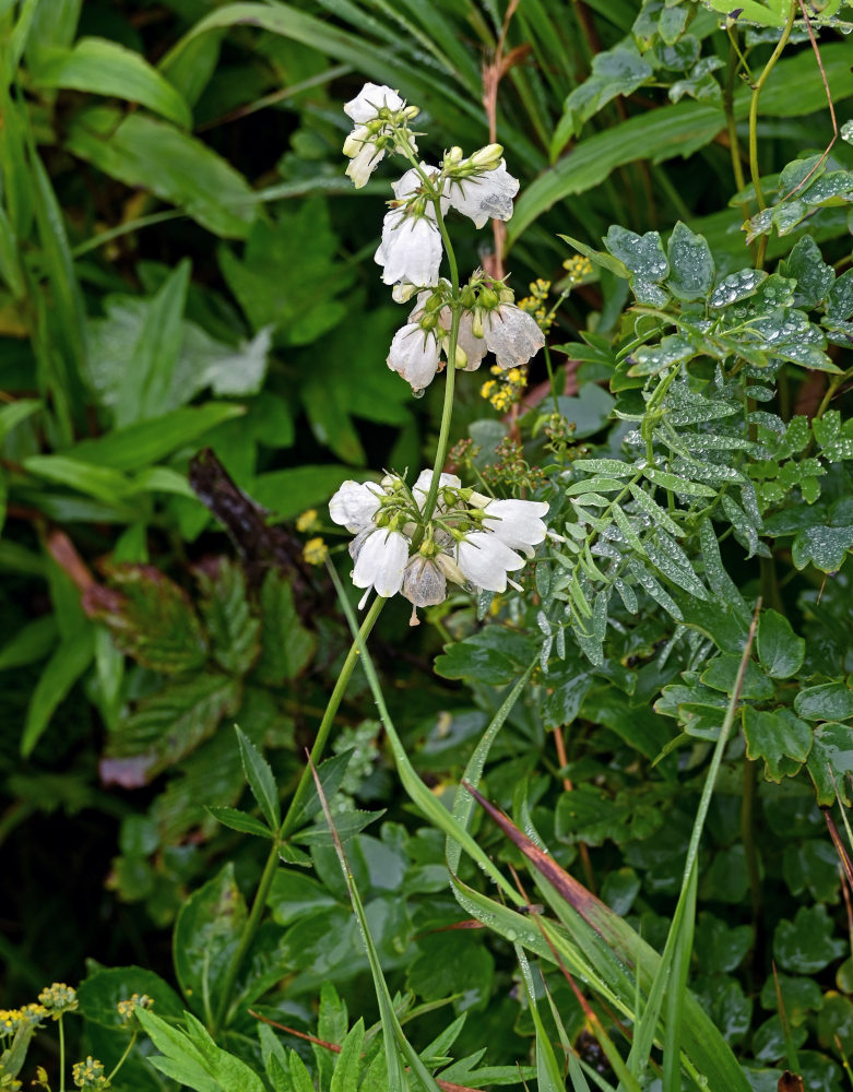 Изображение особи Adenophora triphylla.