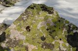 Rhizocarpon geographicum