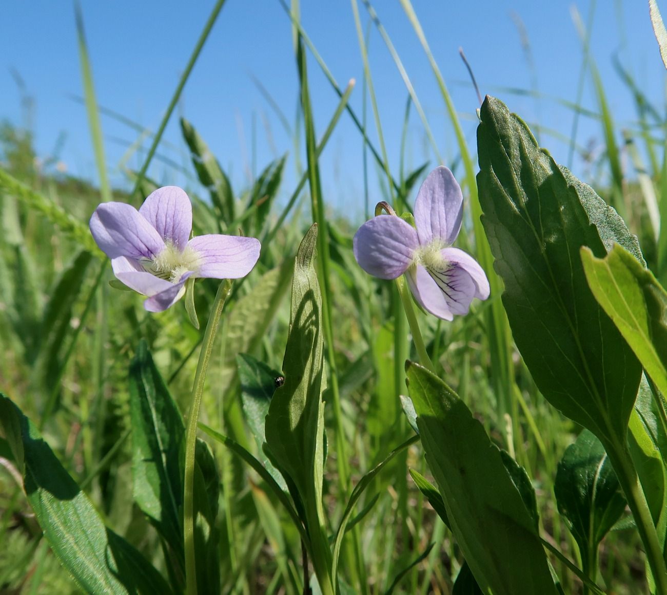 Изображение особи Viola accrescens.