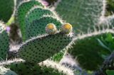 Opuntia leucotricha. Побег с плодами. Марокко, обл. Касабланка - Сеттат, г. Касабланка, в культуре. 08.01.2023.