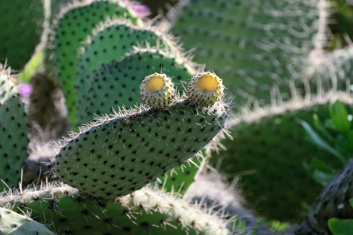 Image of Opuntia leucotricha specimen.