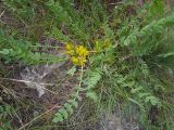 Astragalus sewertzowii