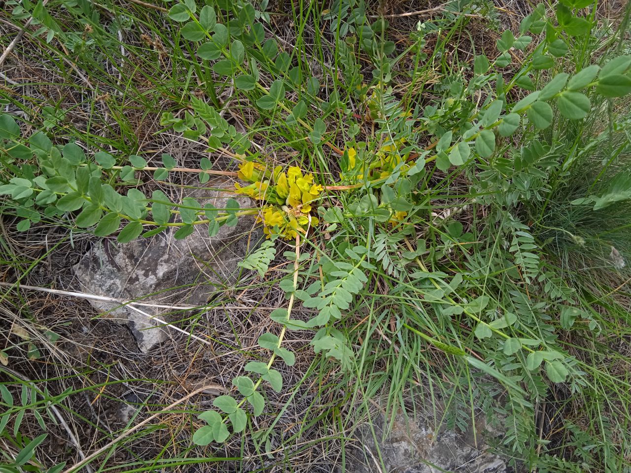 Image of Astragalus sewertzowii specimen.