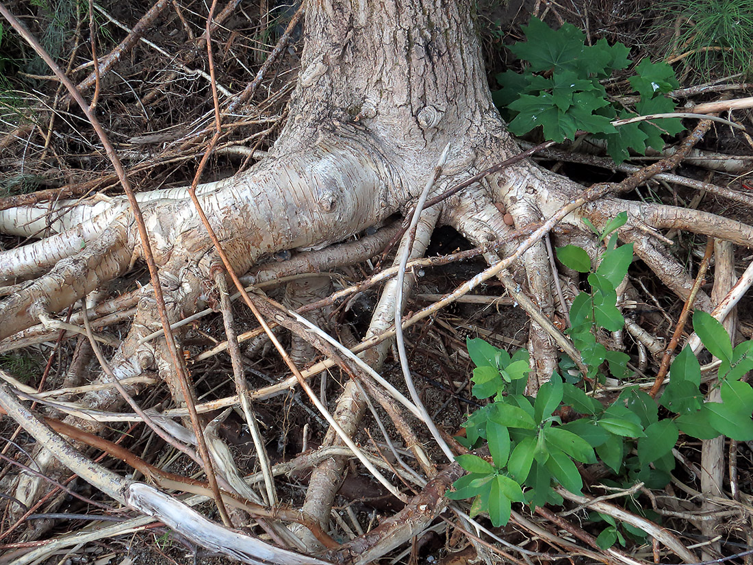 Image of Populus tremula specimen.