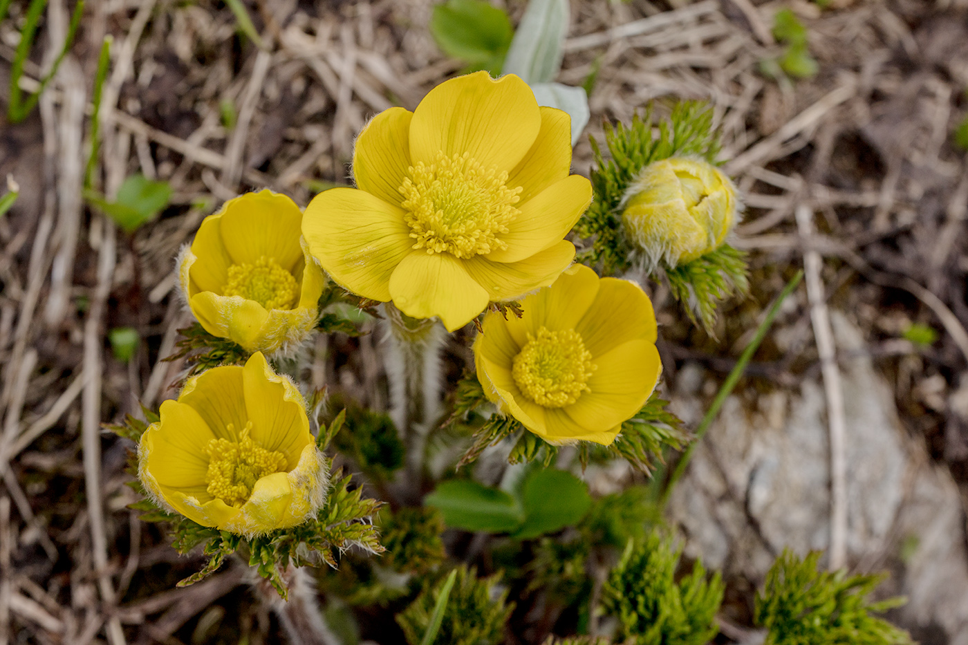 Image of Pulsatilla aurea specimen.