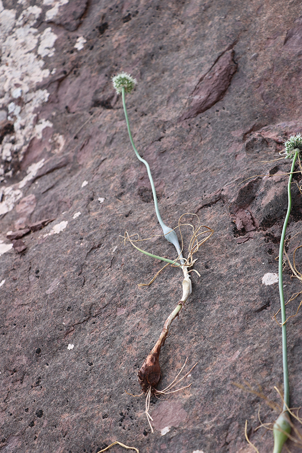 Image of Allium oschaninii specimen.