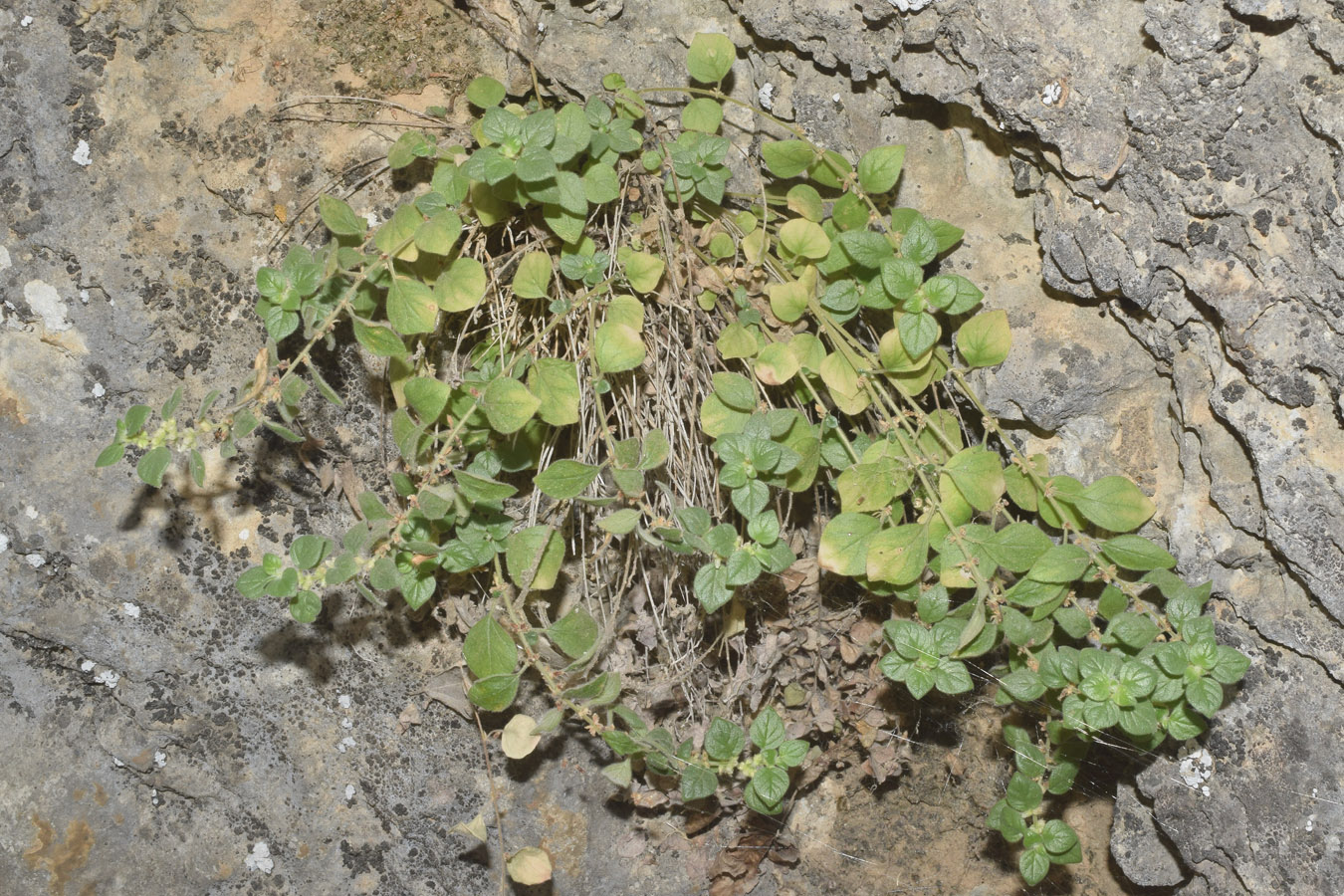 Image of Parietaria elliptica specimen.