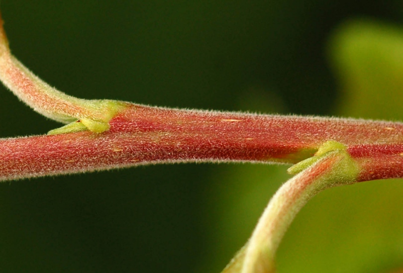 Image of Salix &times; vorobievii specimen.