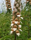 Digitalis lanata