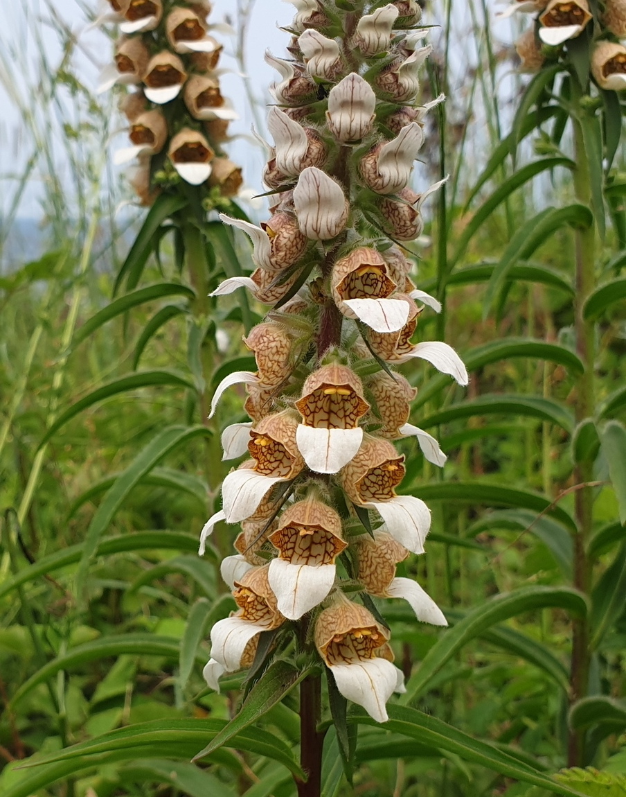 Изображение особи Digitalis lanata.