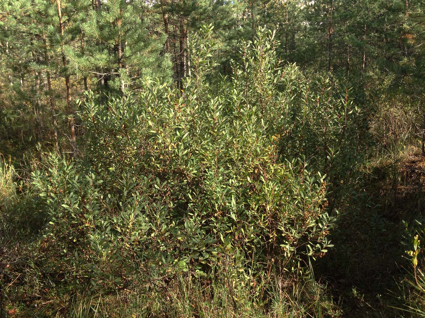 Image of Myrica gale specimen.