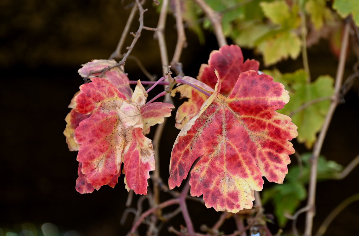 Изображение особи Vitis vinifera.