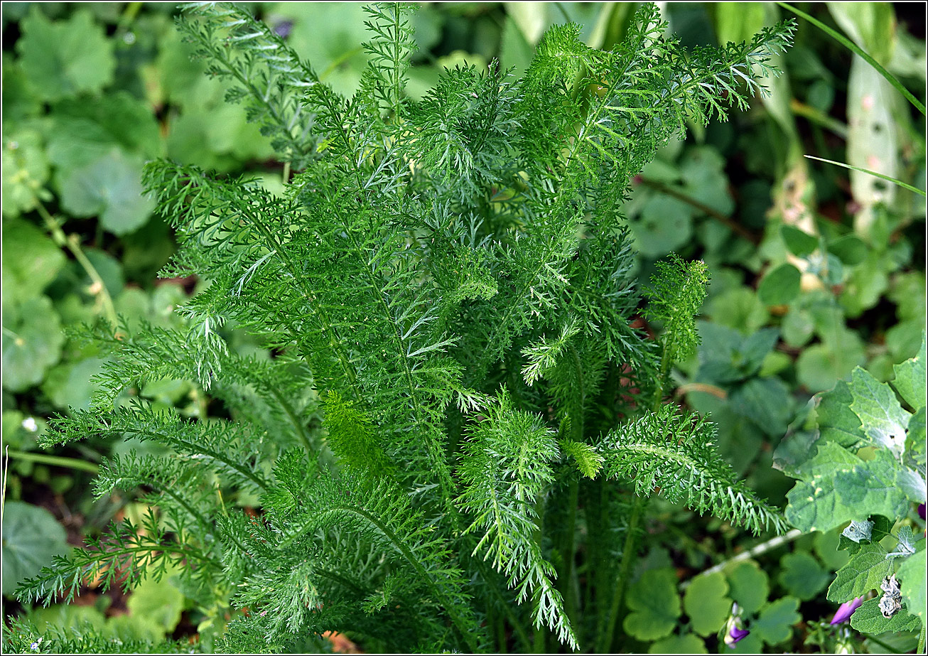 Изображение особи Achillea millefolium.