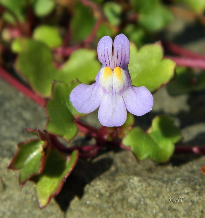 Изображение особи Cymbalaria muralis.