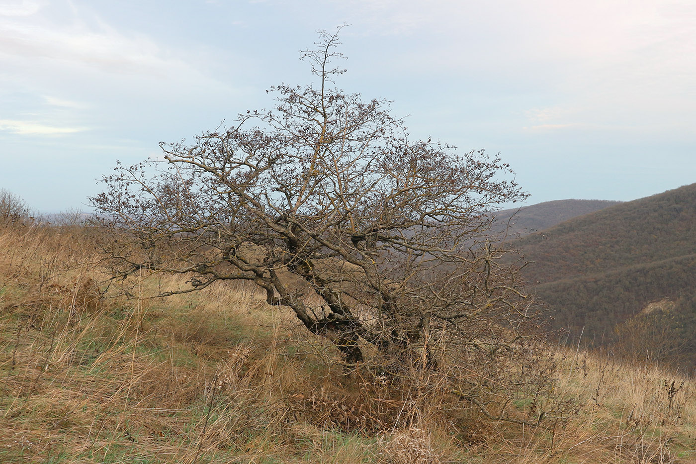 Изображение особи Crataegus pentagyna.