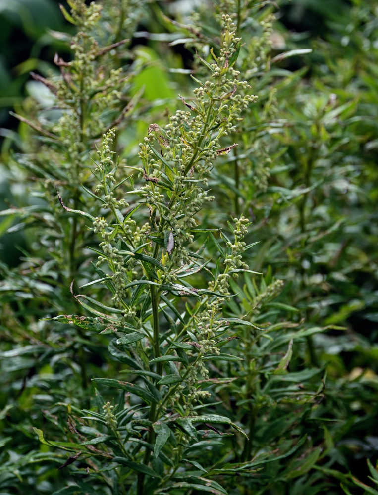 Изображение особи Artemisia montana.