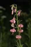 Lilium pilosiusculum