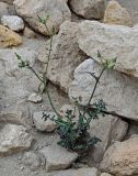 Sonchus oleraceus. Отцветшее растение. Египет, мухафаза Эль-Гиза, г. Эль-Гиза, плато Гиза, каменистый склон. 28.04.2023.