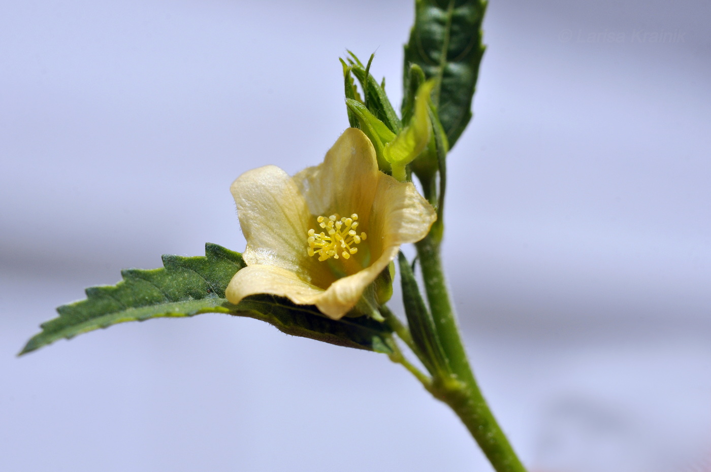 Image of Sida acuta specimen.