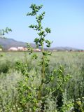 Artemisia annua