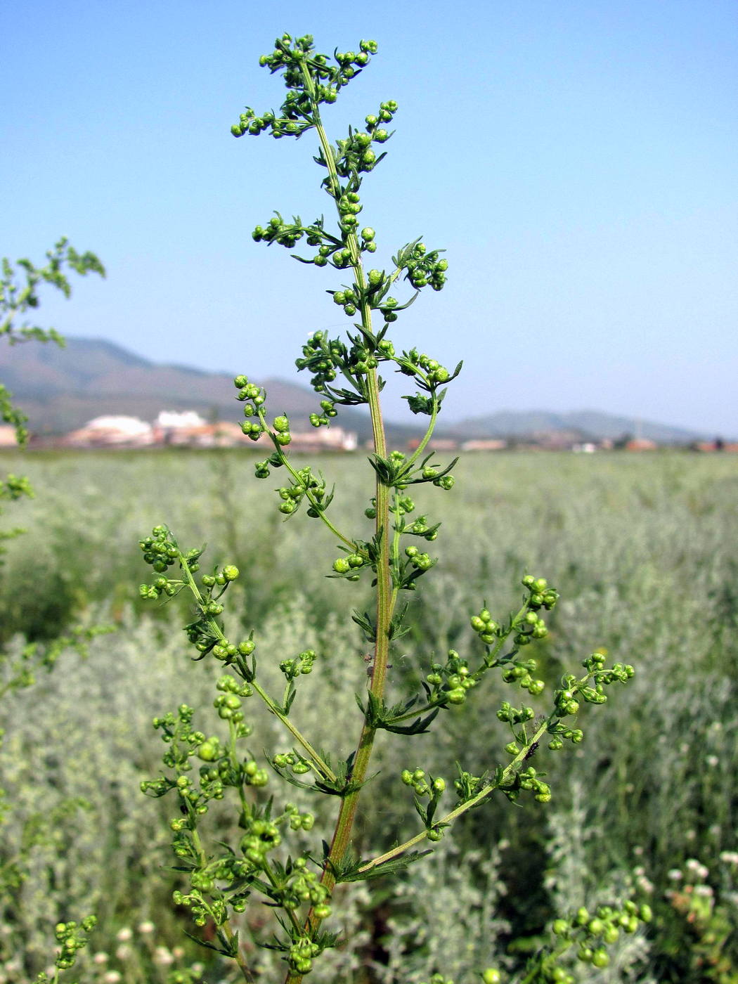 Image of Artemisia annua specimen.