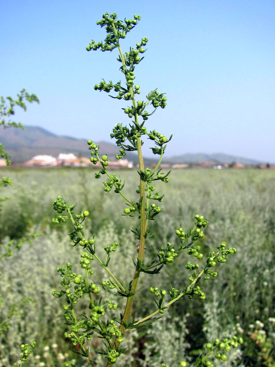 Изображение особи Artemisia annua.