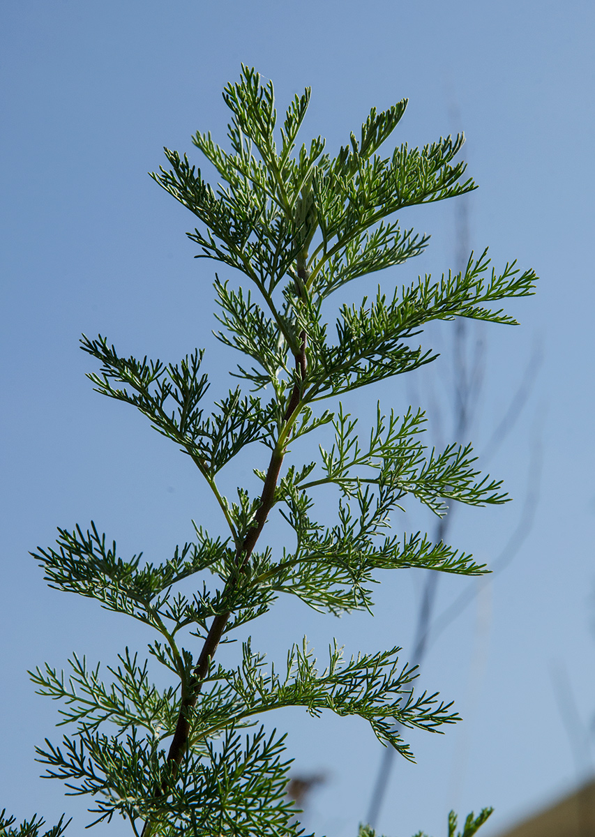 Image of genus Artemisia specimen.